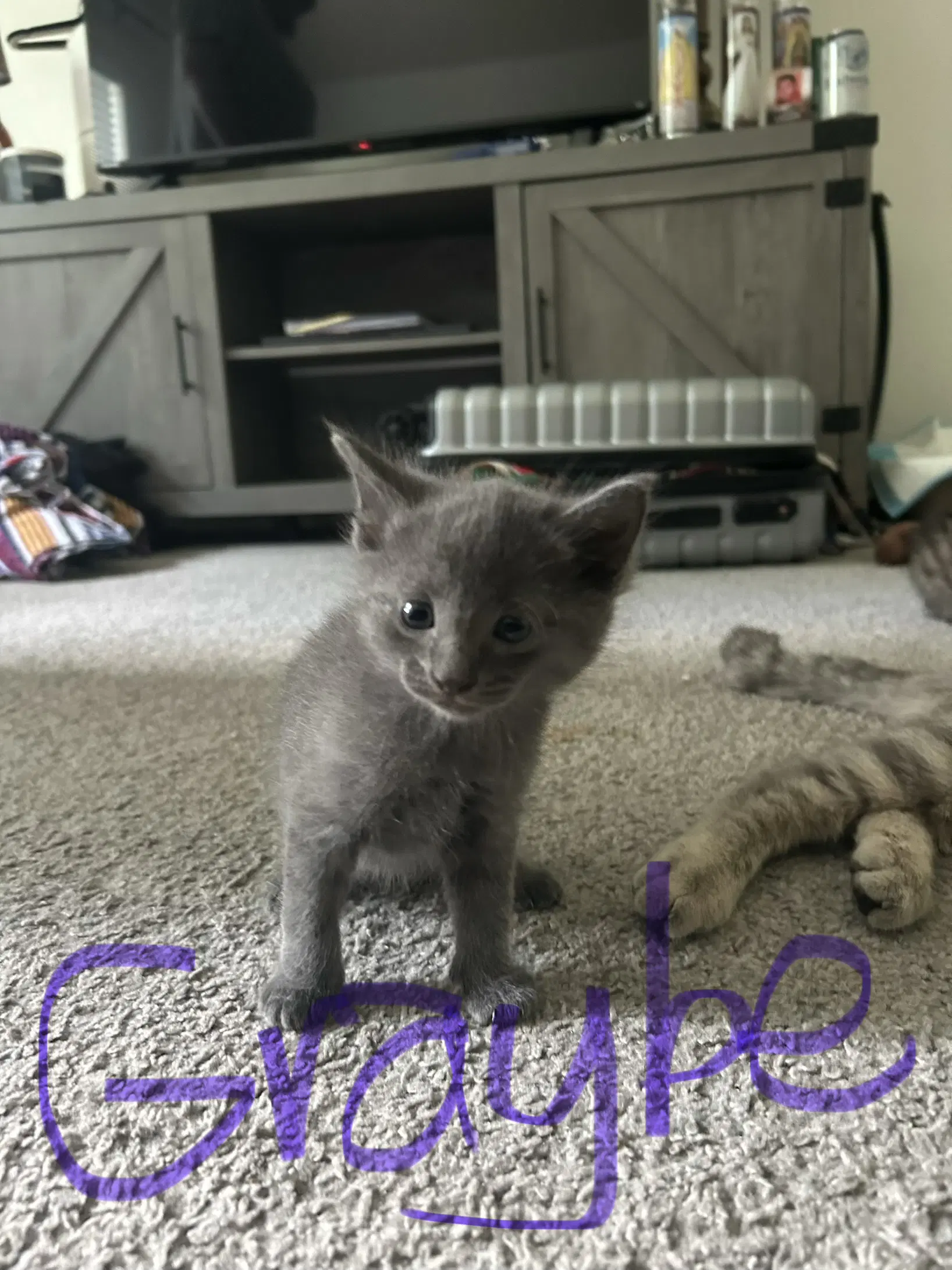 Grabey - Domestic Short Hair