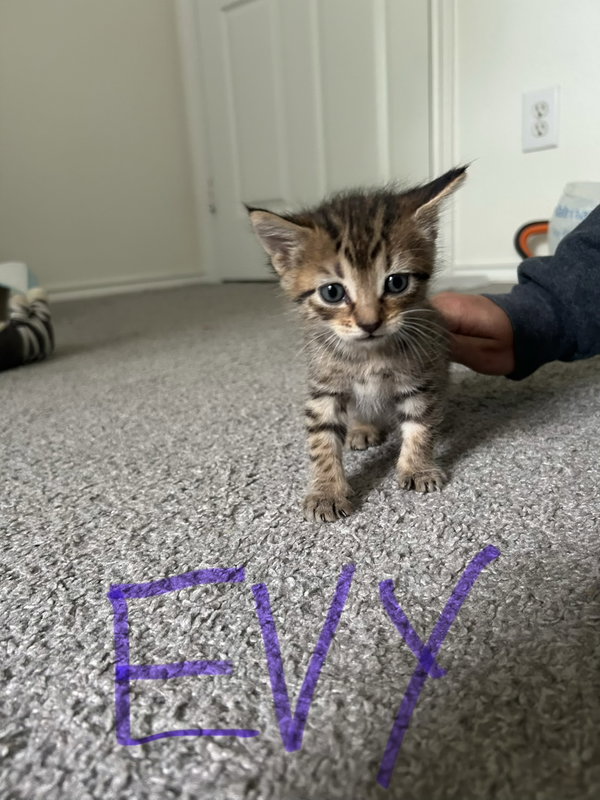 Evy
