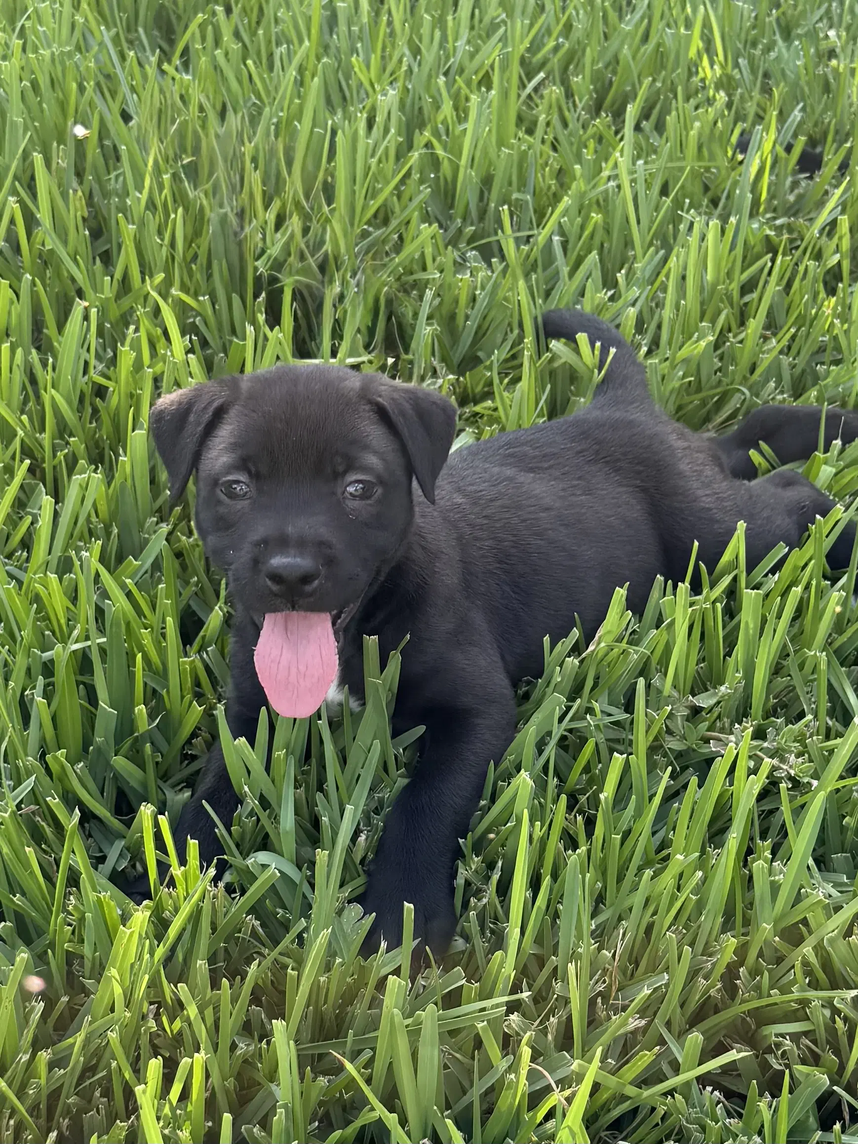 Iris - Labrador Retriever