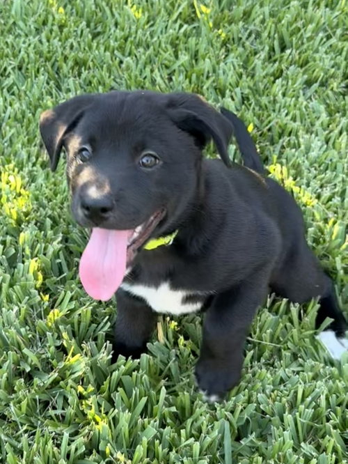 picture of the dog needing adoption