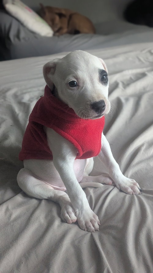 Tasha