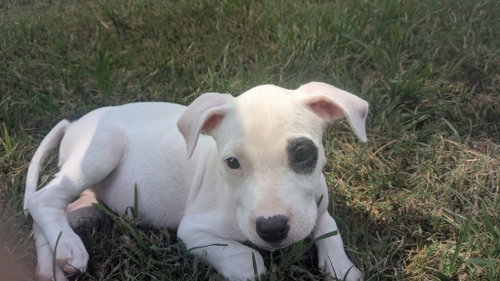 Tasha photo 3