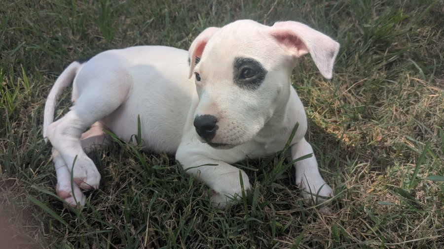 Tasha