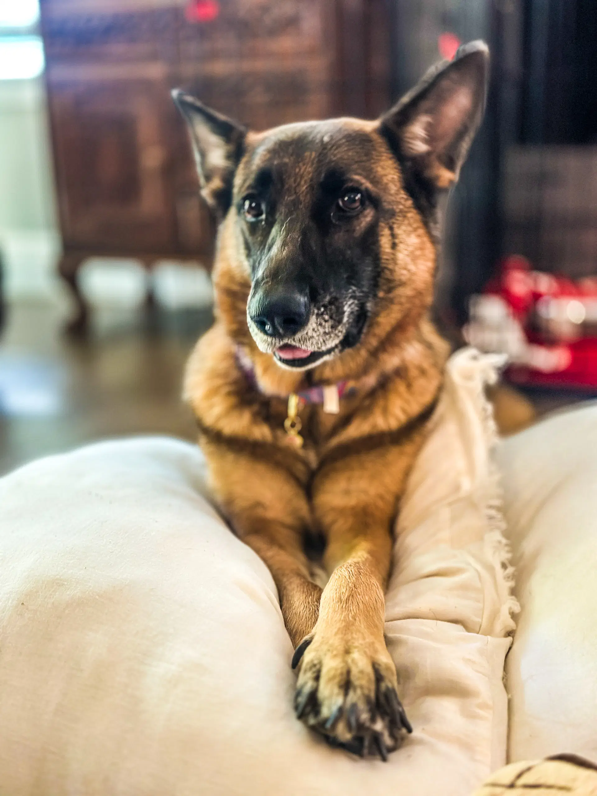 Petunia - German Shepherd Dog
