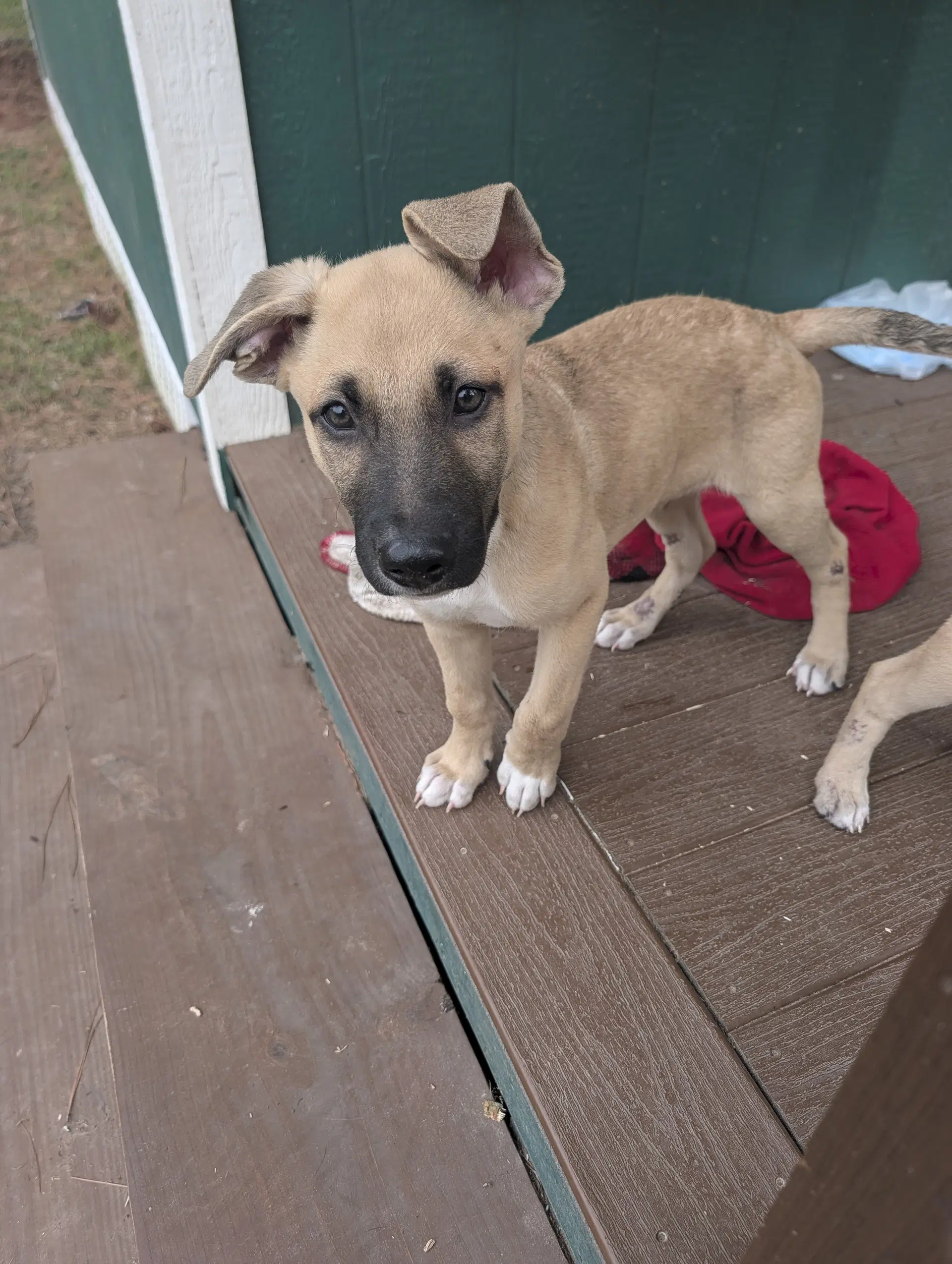 Peanut - German Shepherd Dog