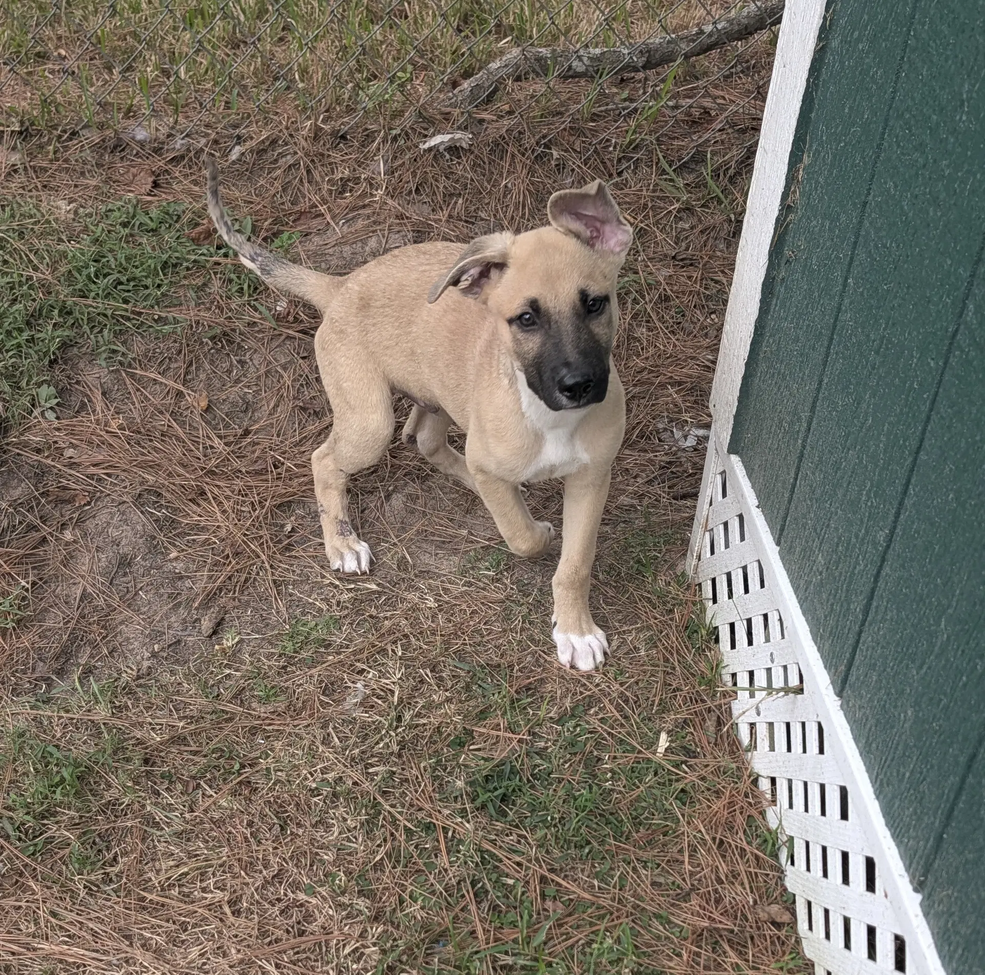 Peanut image 3