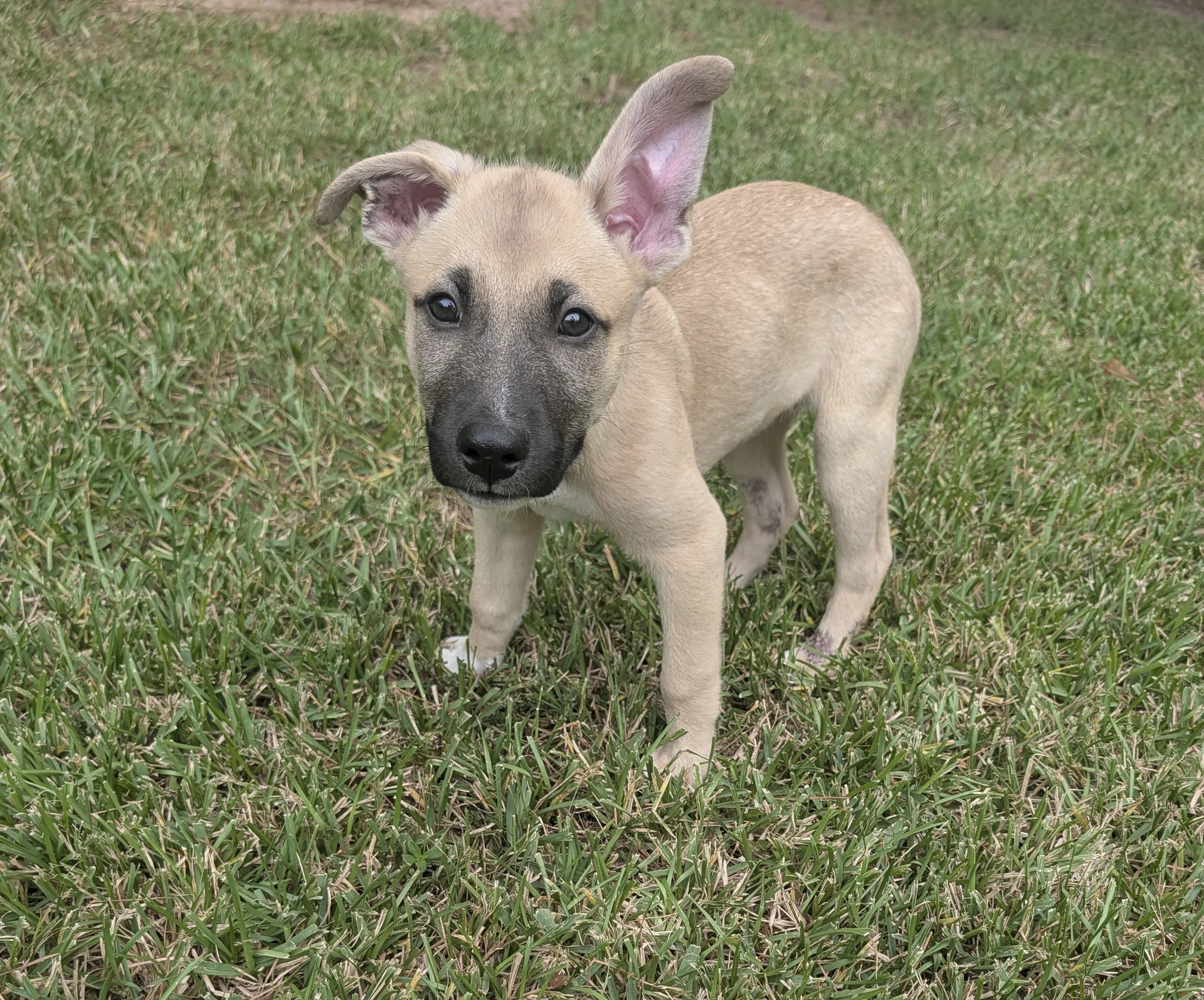 Remi