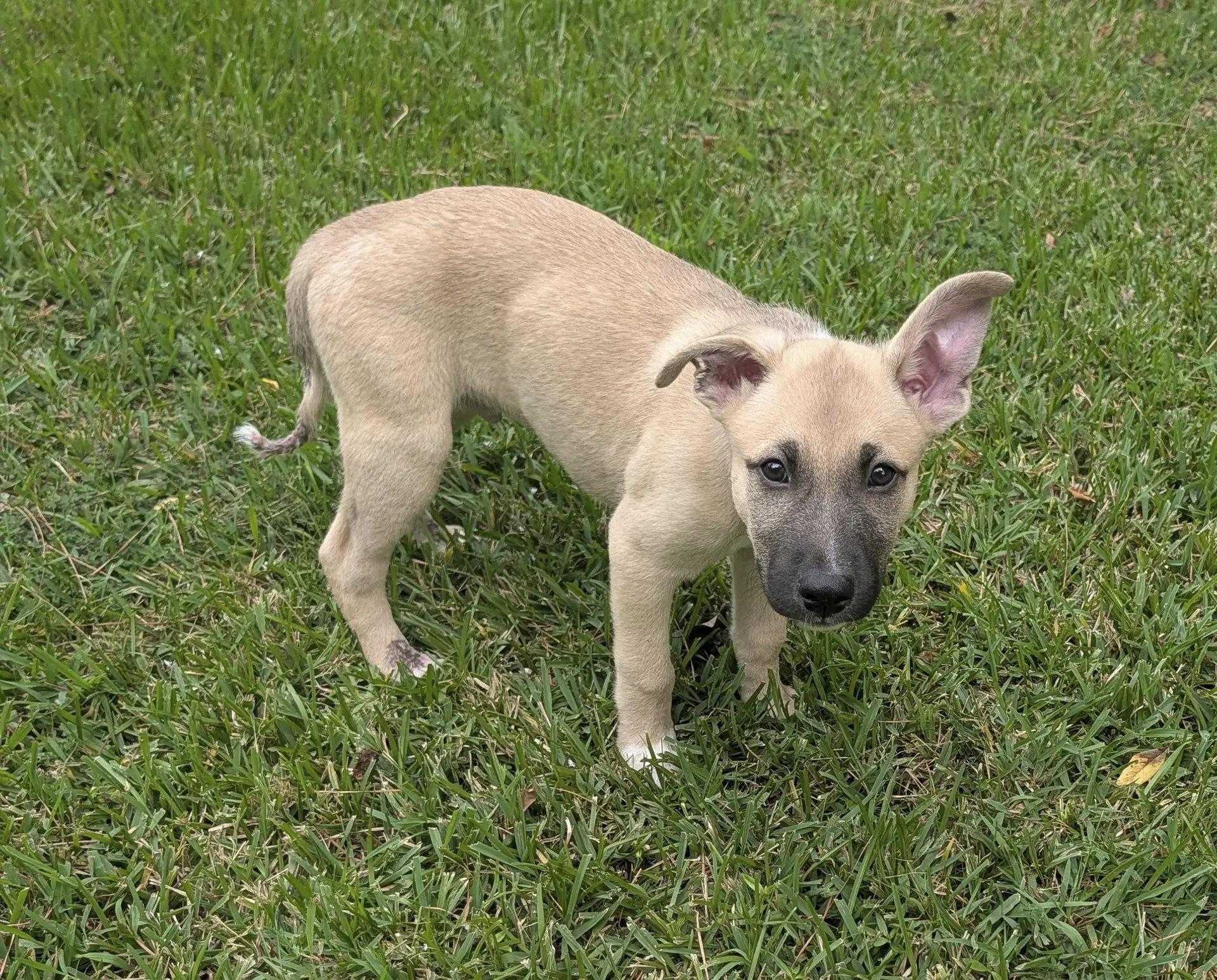 Remi image 2