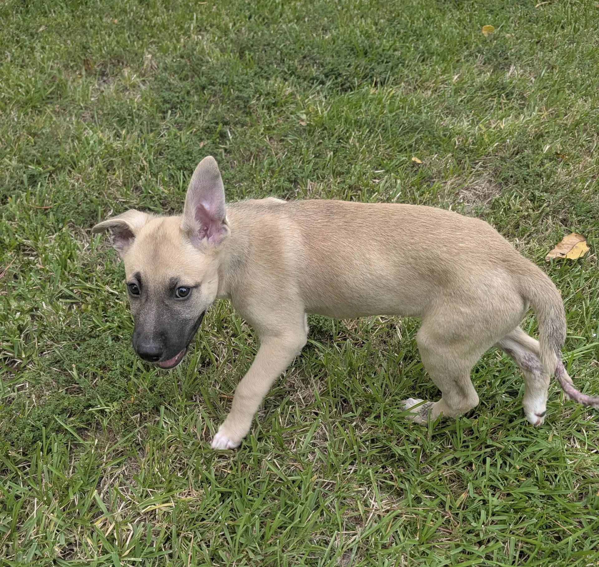 Remi image 3