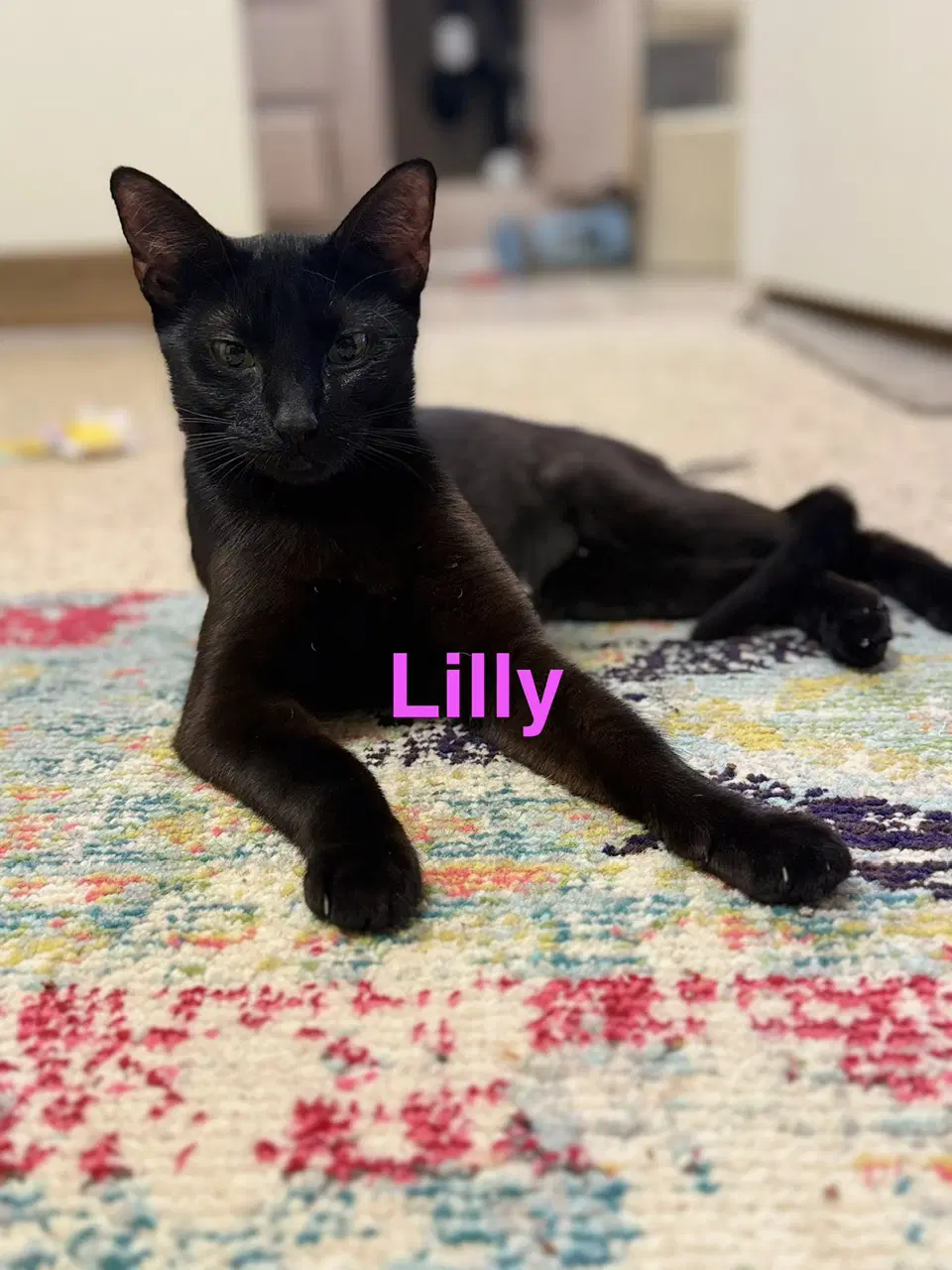 Lillian - Domestic Short Hair