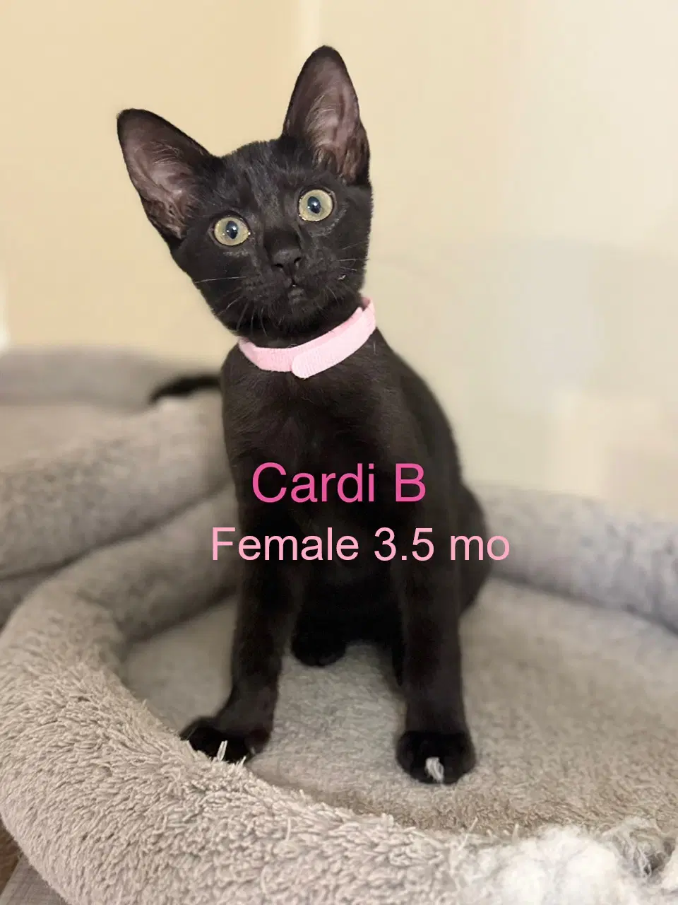 Cardi B - Domestic Short Hair