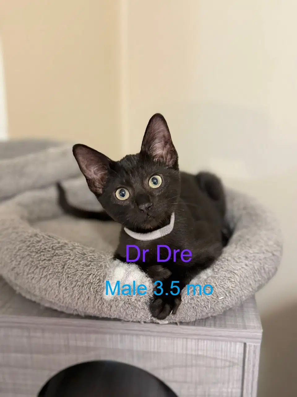 Dr Dre - Domestic Short Hair
