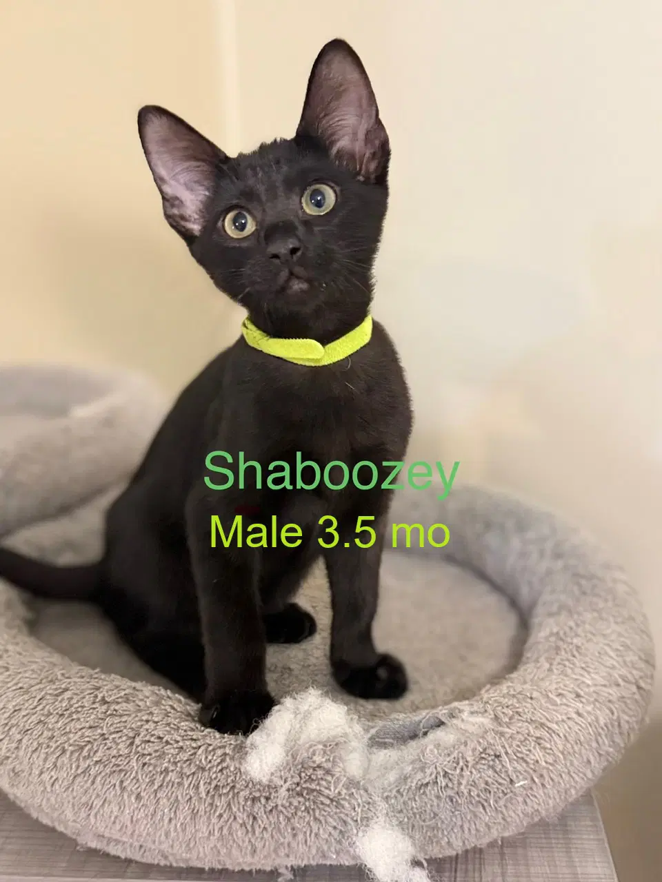 Shaboozey - Domestic Short Hair
