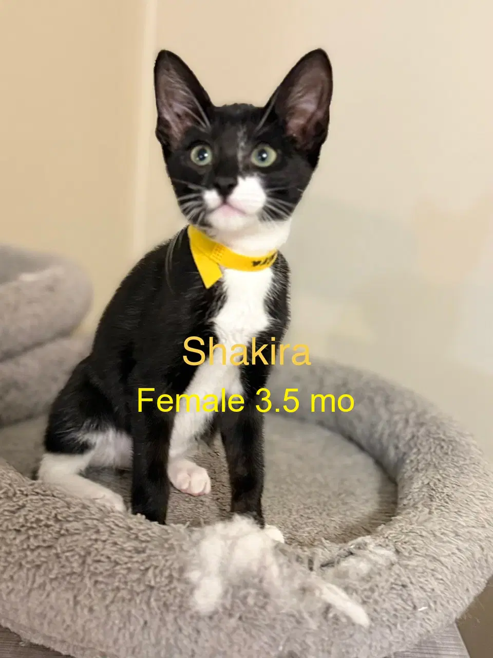 Shakira - Domestic Short Hair