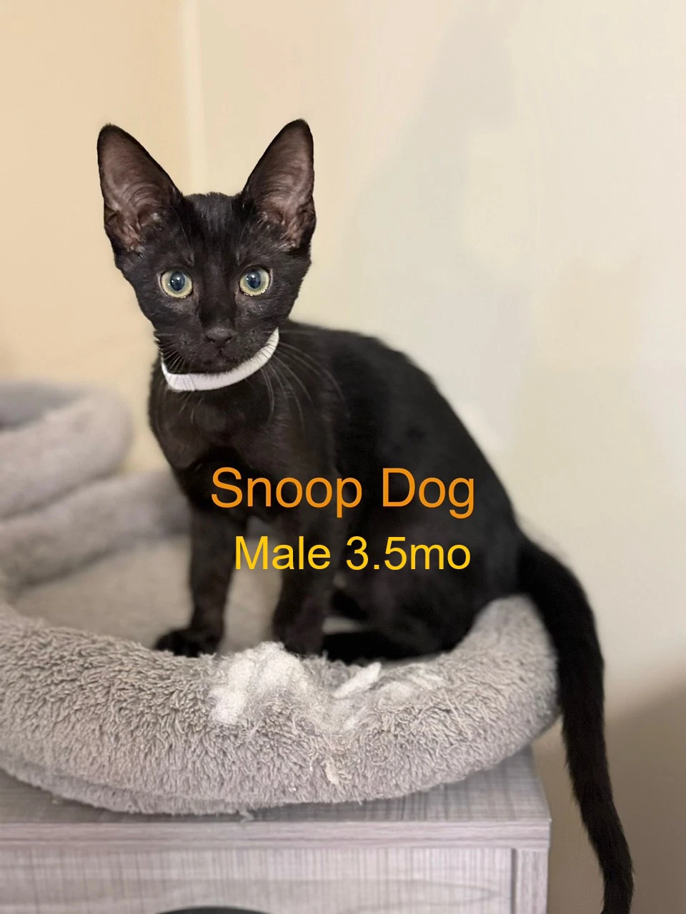 Snoop Dog