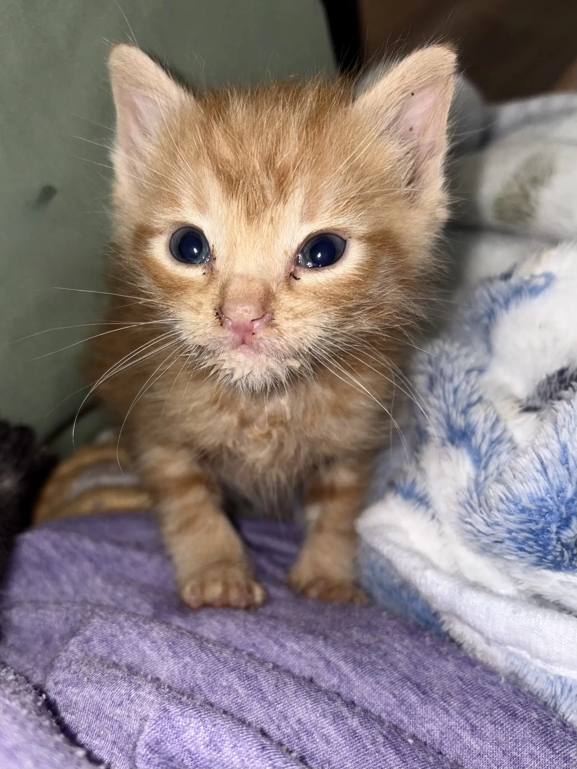 Jandro - Domestic Short Hair