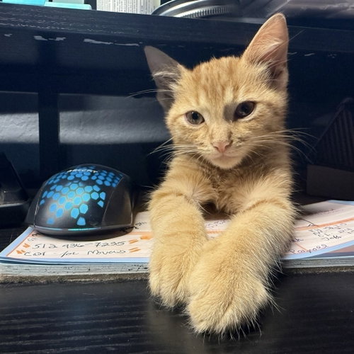 picture of the cat needing adoption