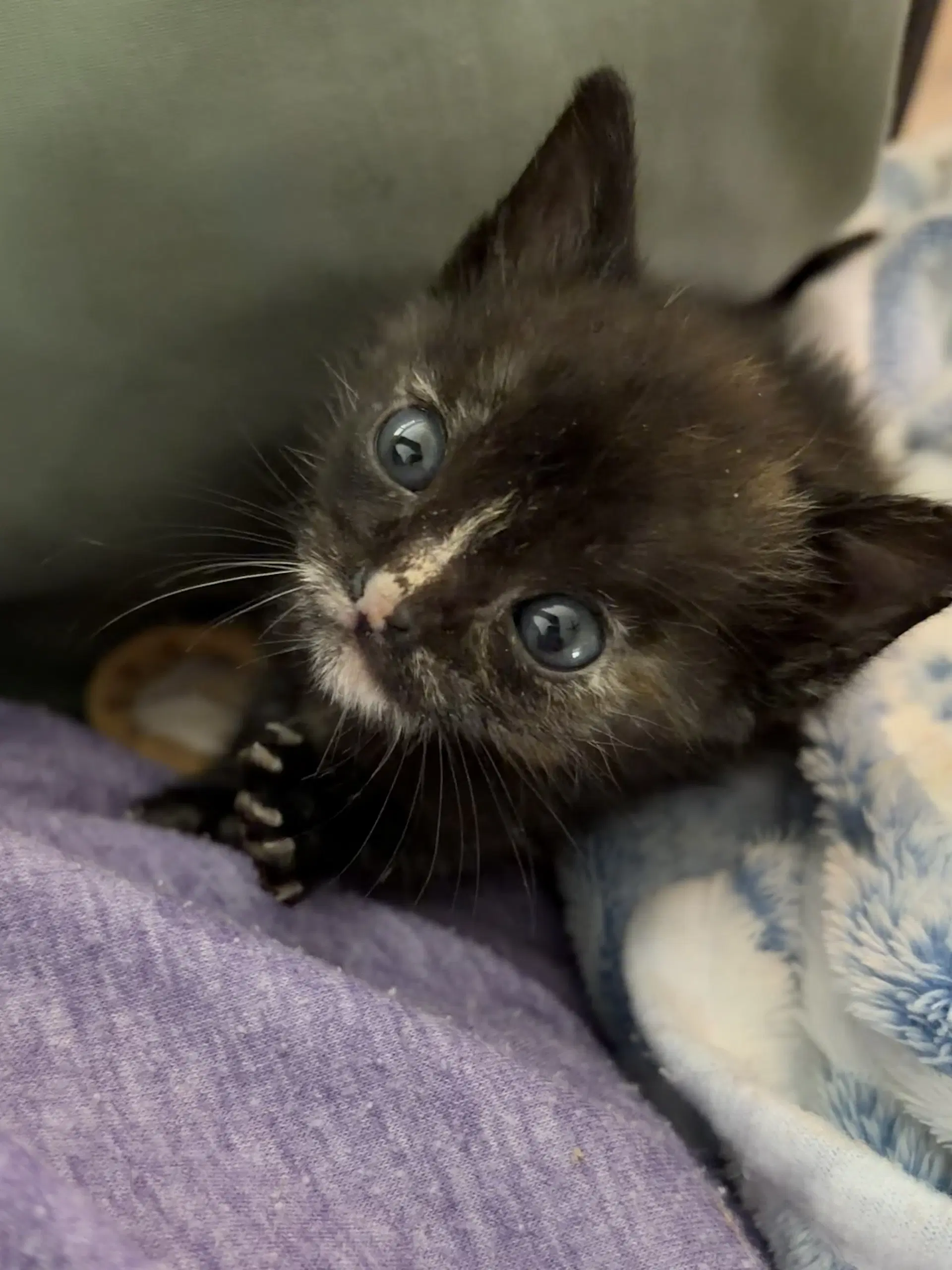 Ale - Domestic Short Hair