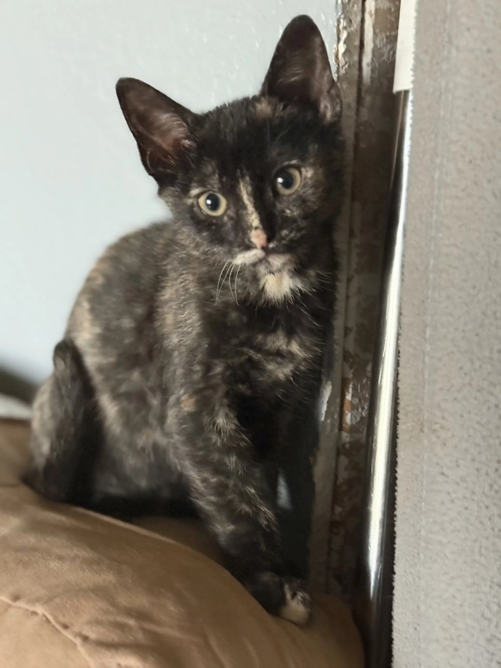 Ale - Domestic Short Hair