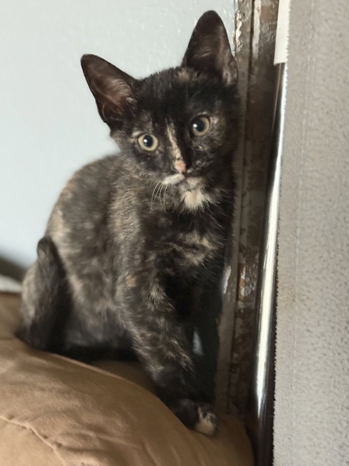 Ale, a cat for adoption from Operation Pets Alive