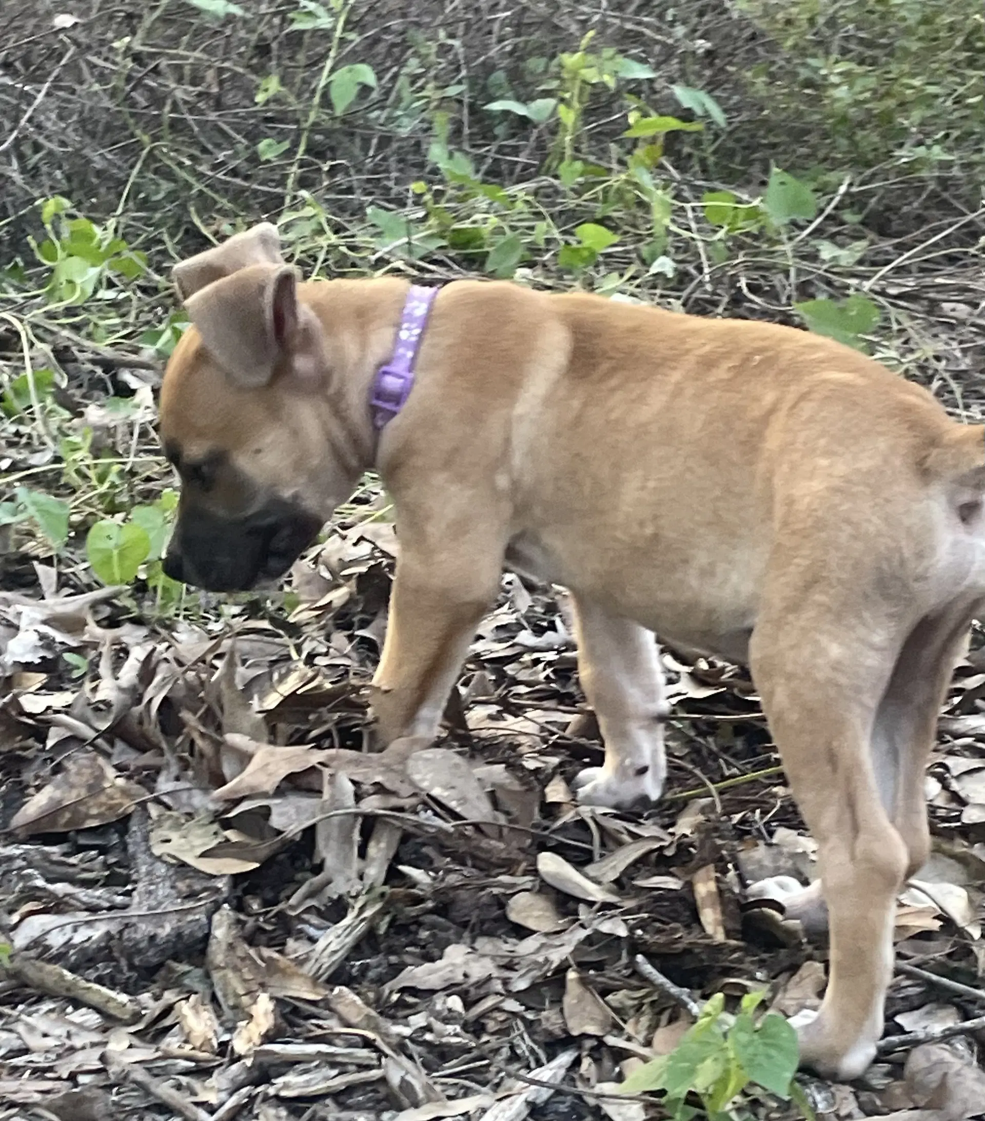 Barney - Labrador Retriever