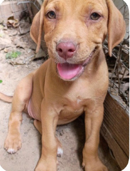 Brutus