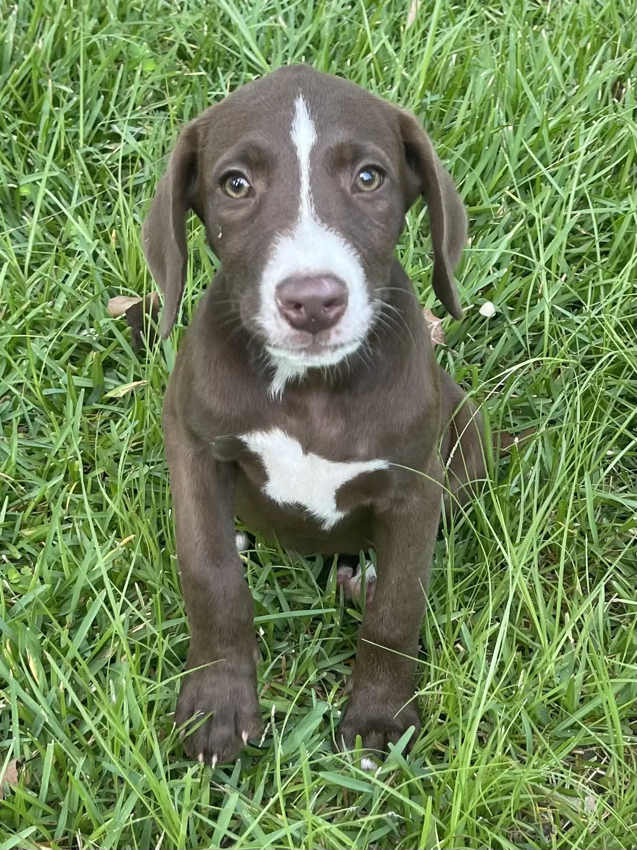 Raymond - Labrador Retriever
