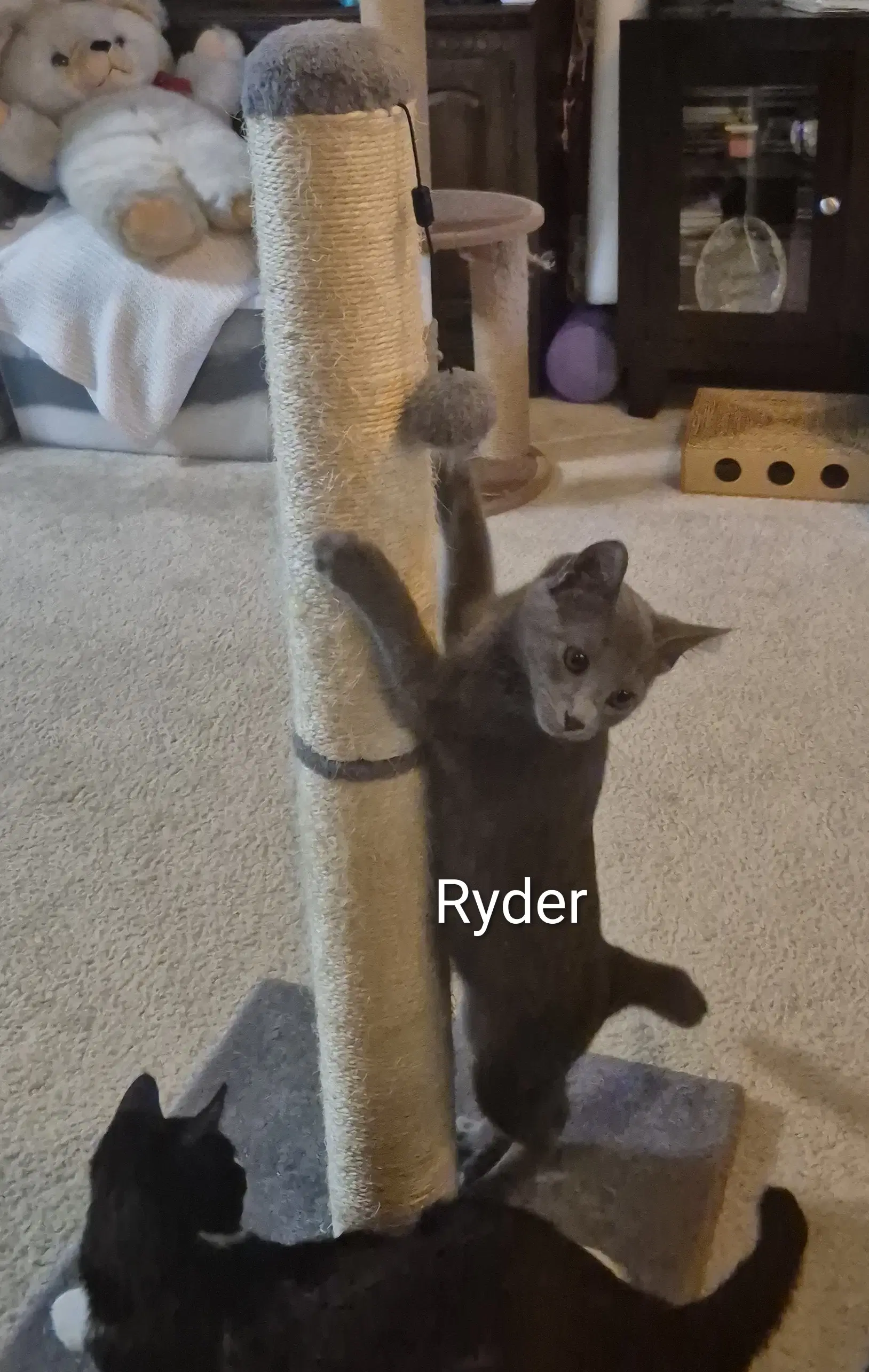 Ryder - Domestic Short Hair