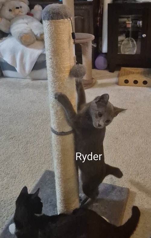 Photo 3 of Ryder