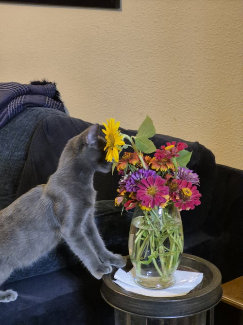 Ryder, a cat for adoption from Operation Pets Alive