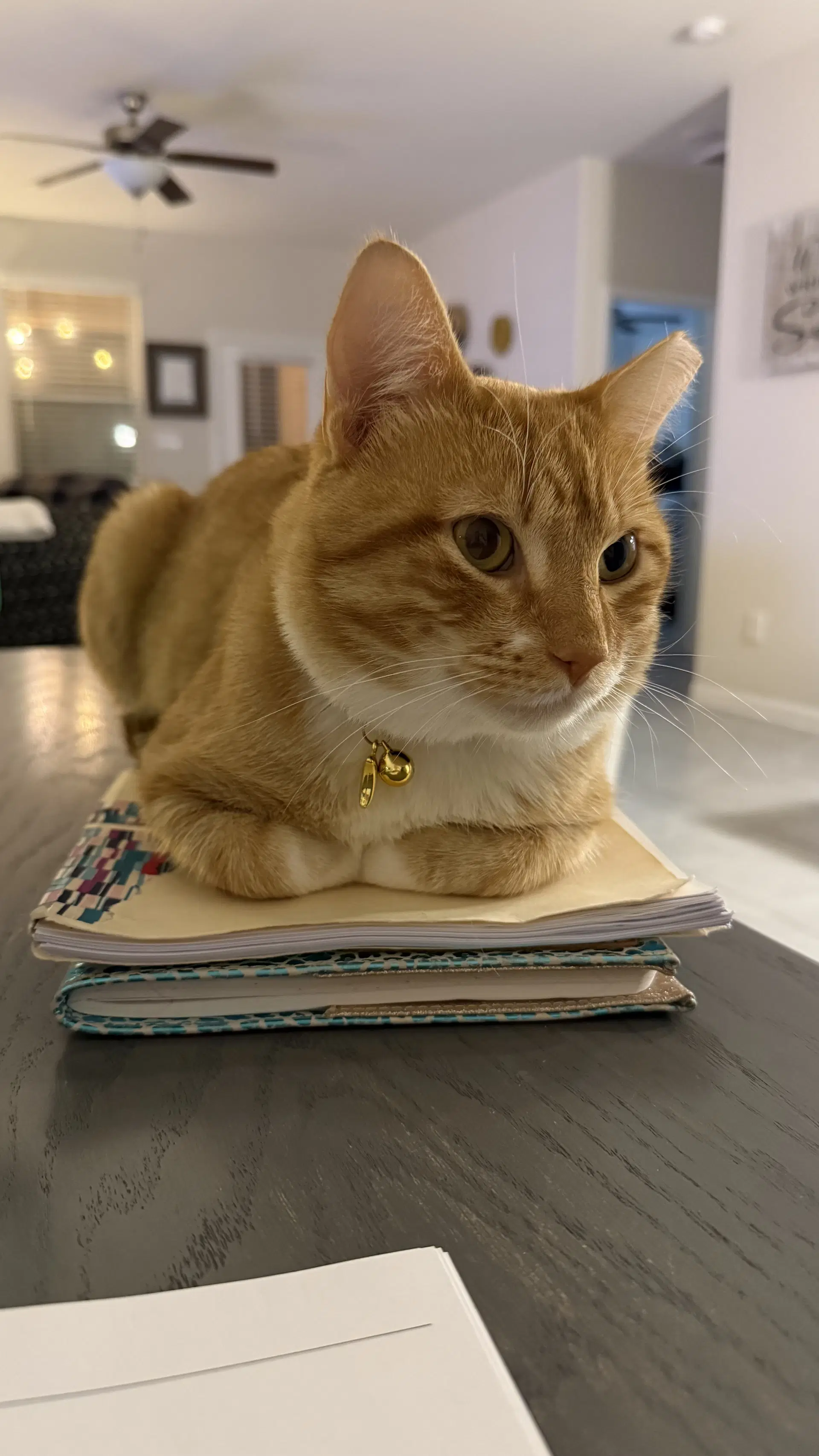 Tomtom - Domestic Short Hair