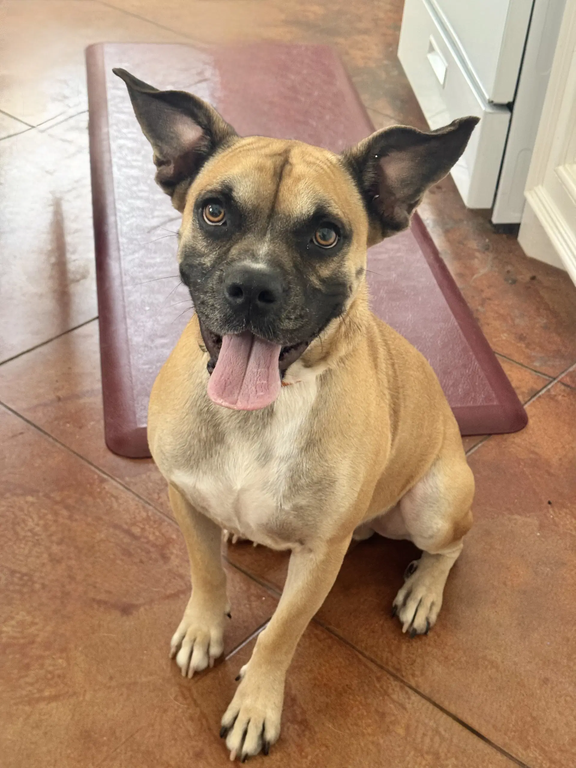 Blemie - Boxer