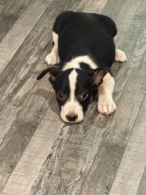 Jack
