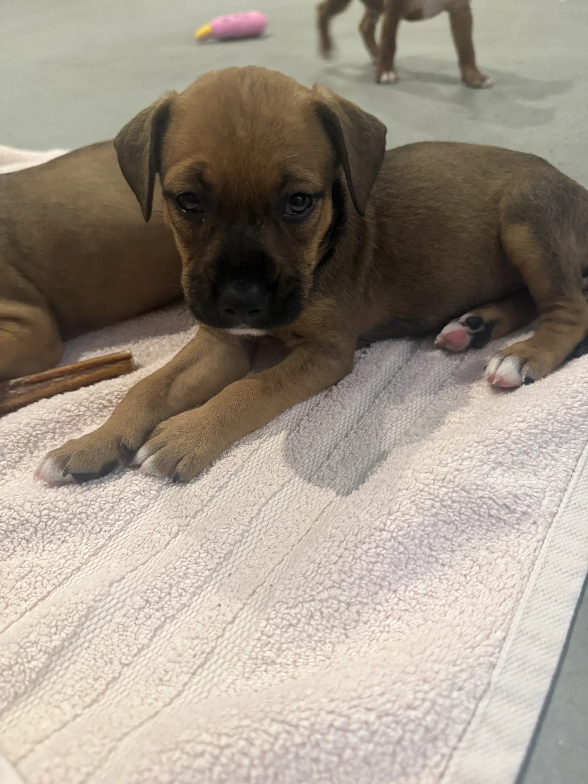 Dandelion - Staffordshire Bull Terrier