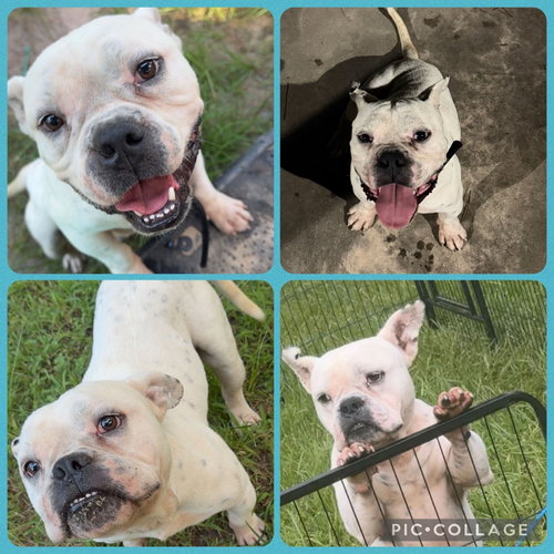 Bubba