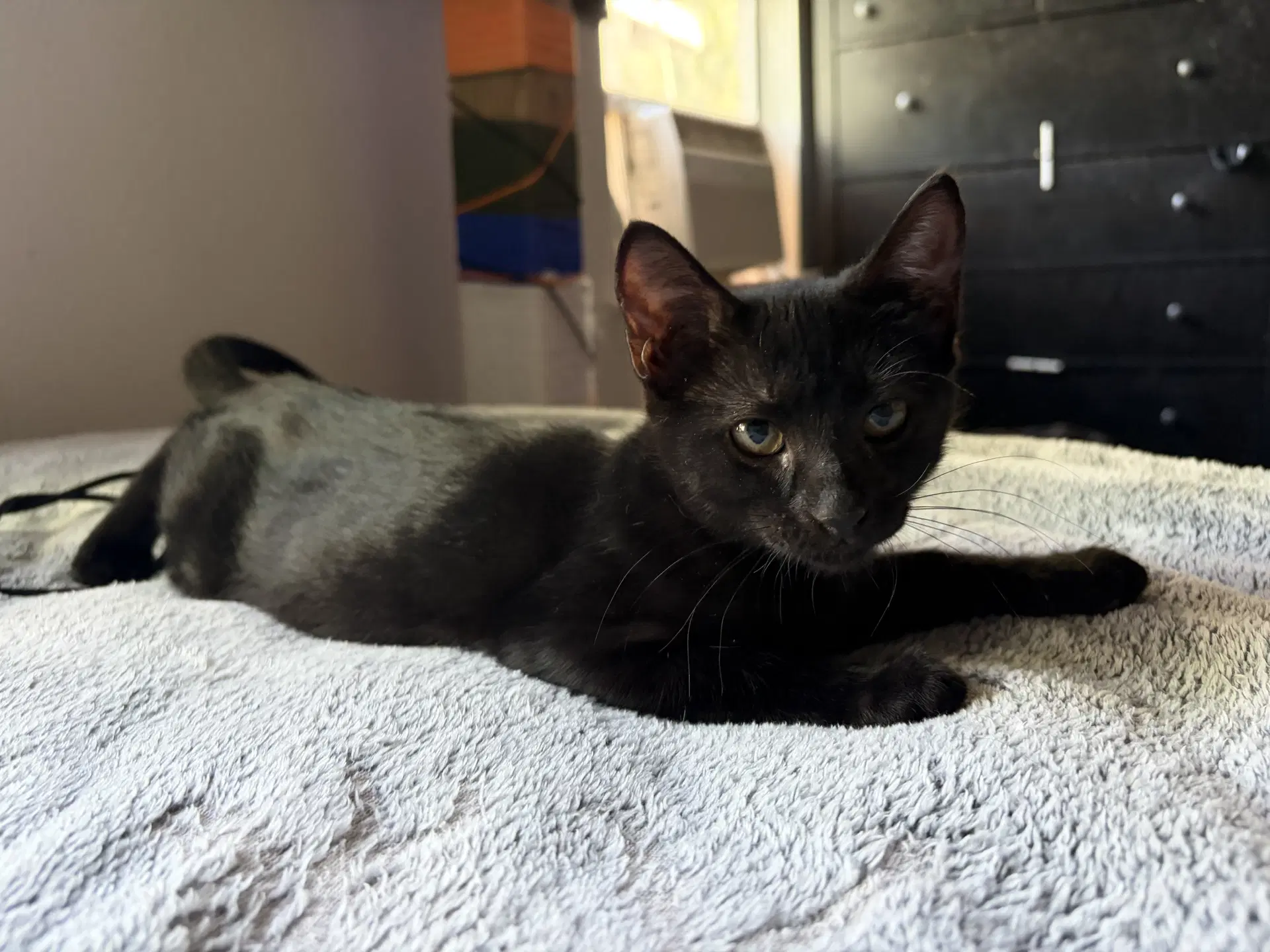 Suki - Domestic Short Hair