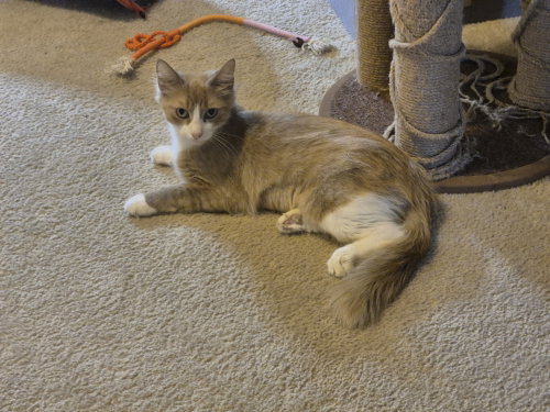 picture of the cat needing adoption