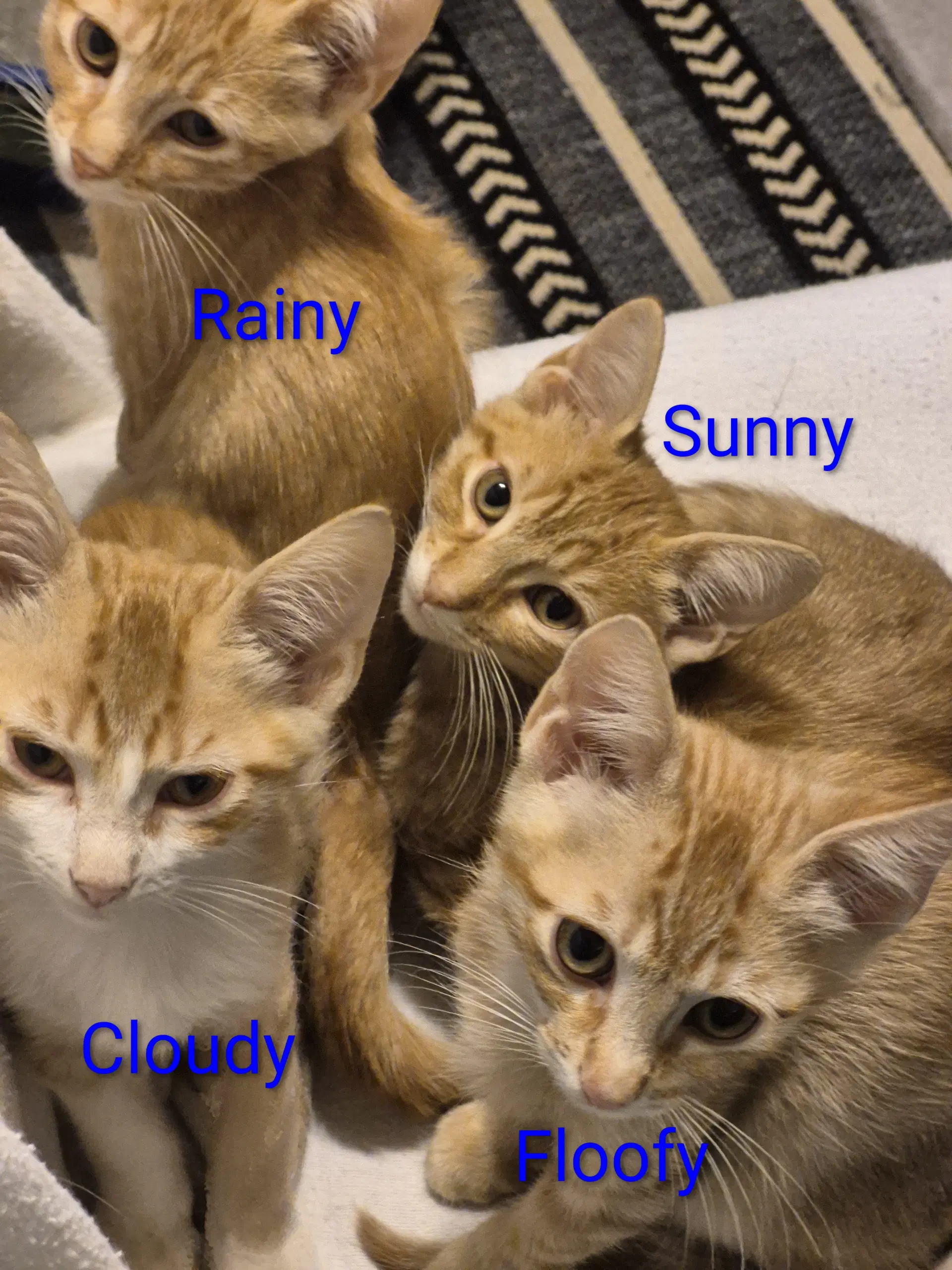 Sunny image 2