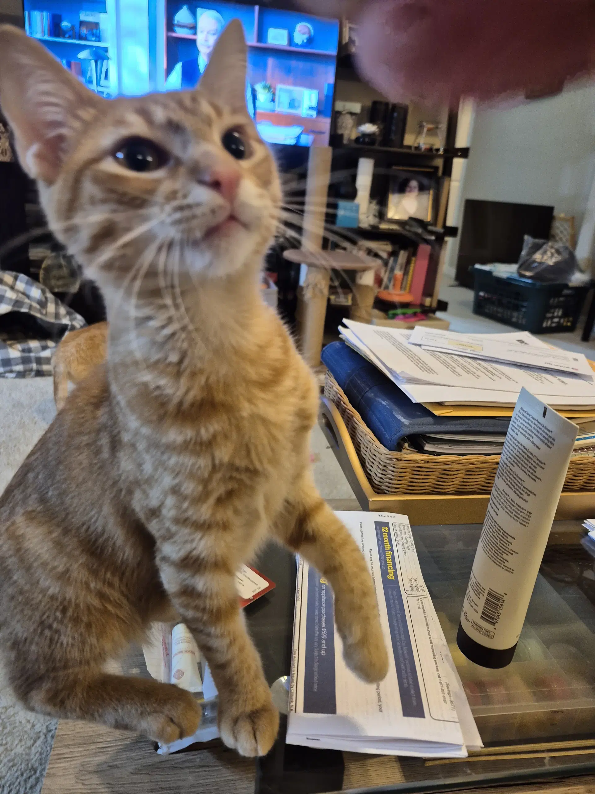 Floofy - Domestic Short Hair