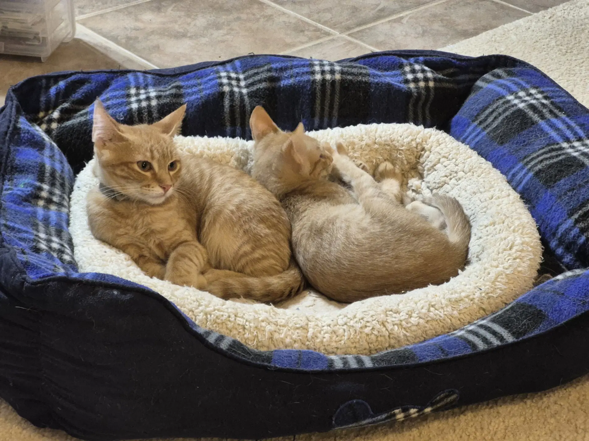 Floofy image 3