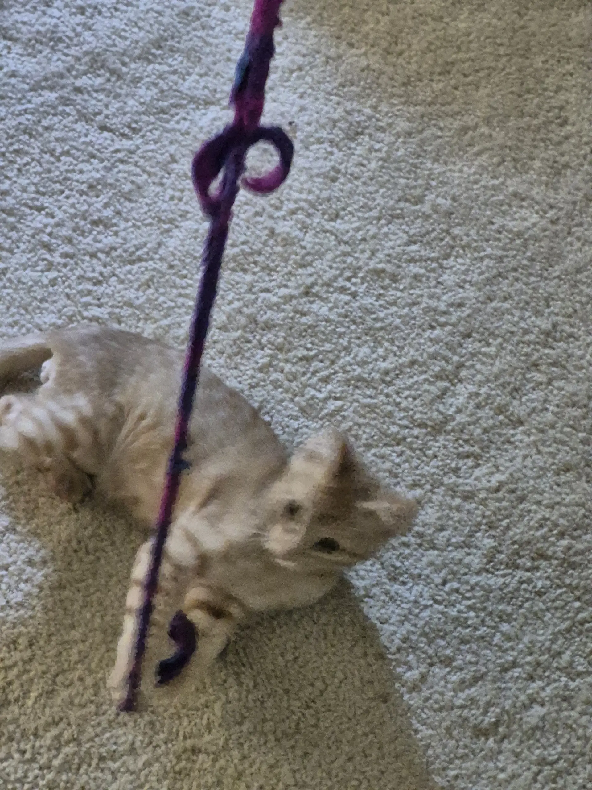 Floofy image 4