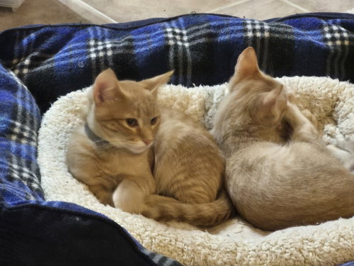 Rainy, a cat for adoption from Operation Pets Alive