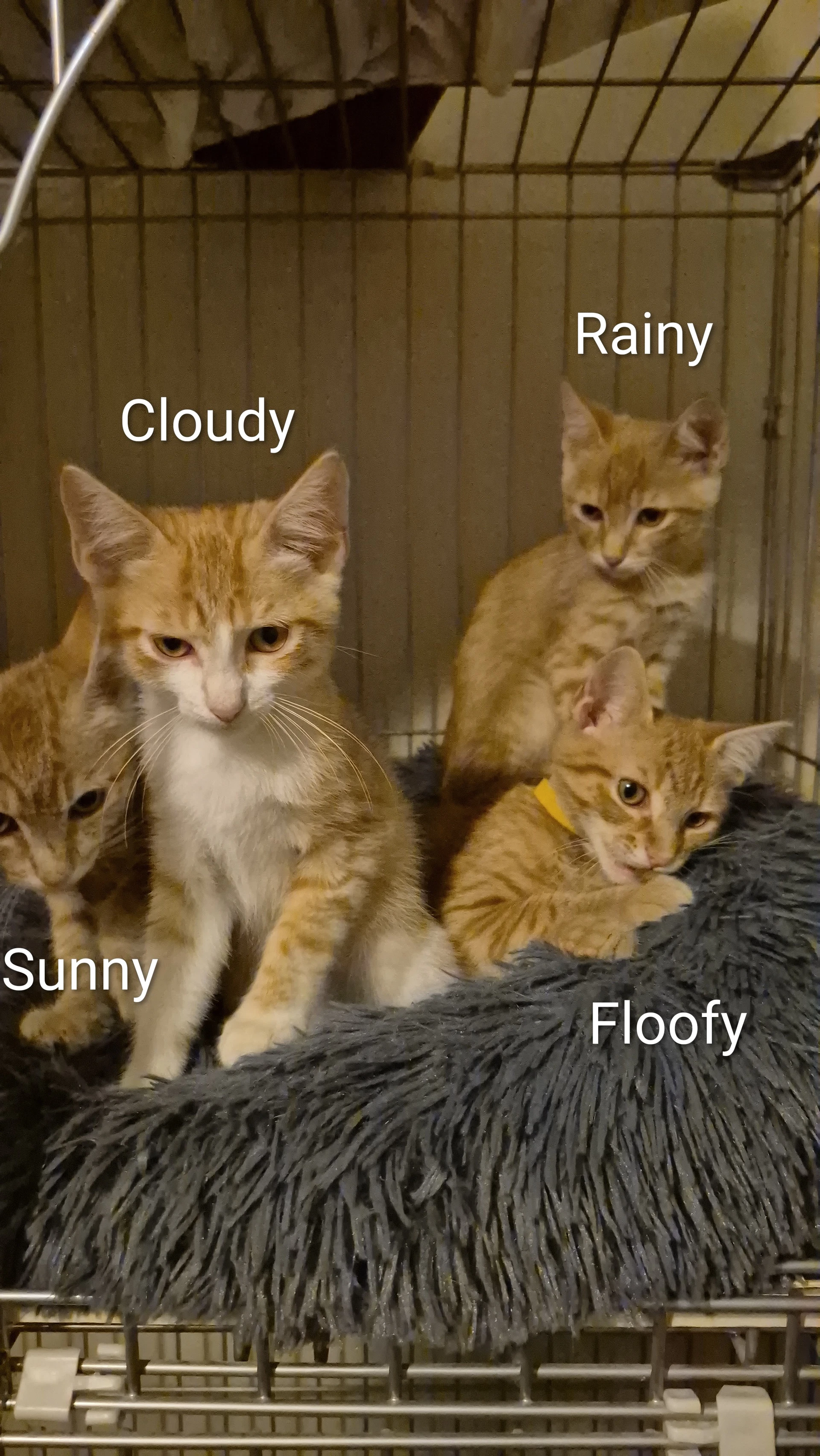 Cloudy