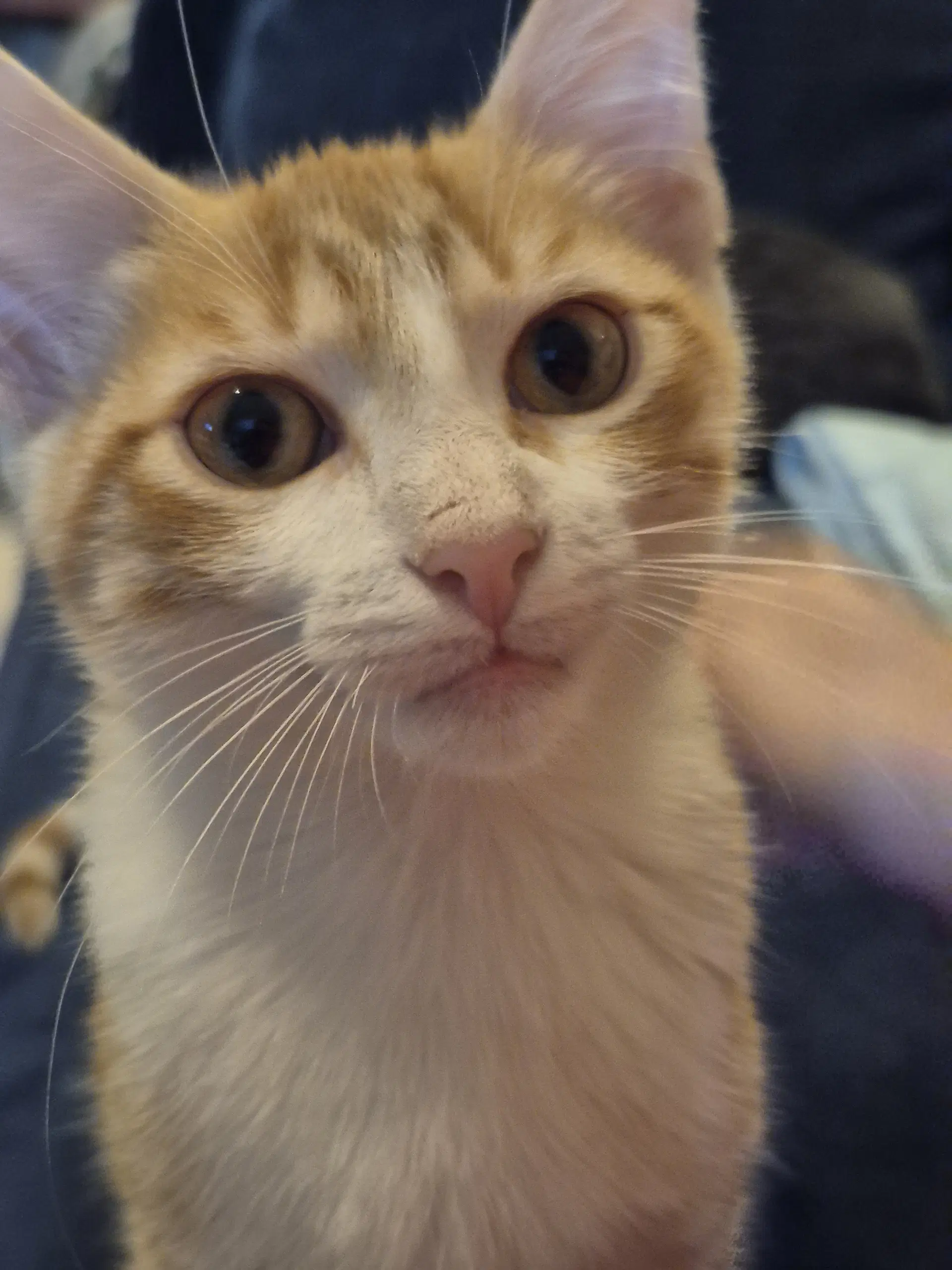 Cloudy - Domestic Short Hair
