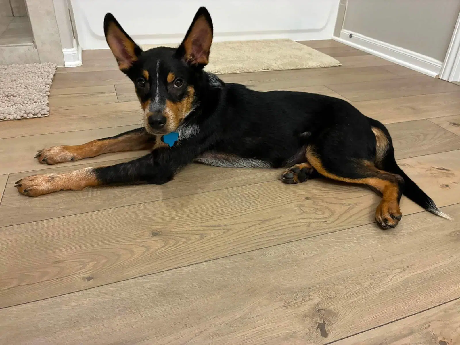 Haze - Australian Cattle Dog/Blue Heeler