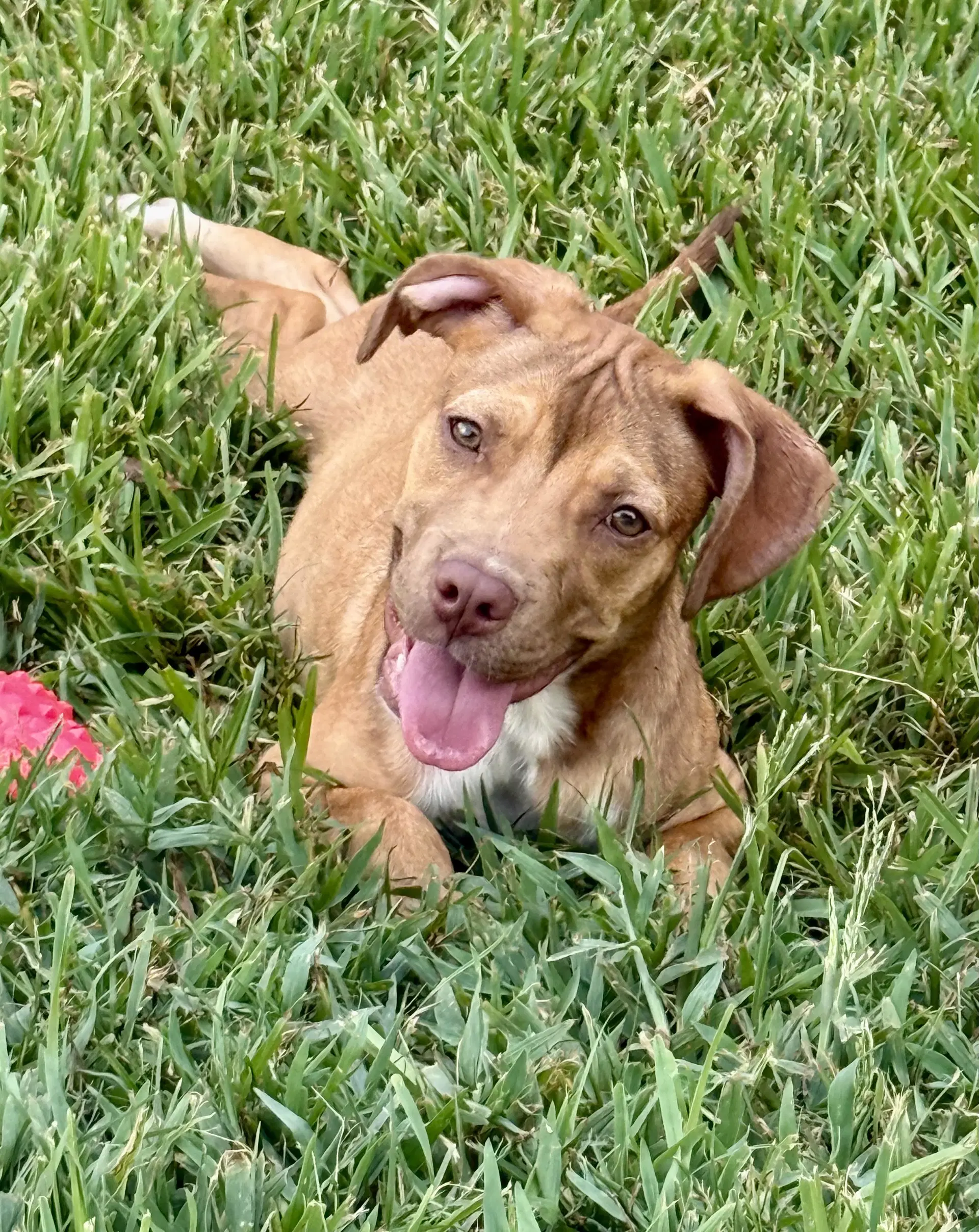 Olive - Labrador Retriever