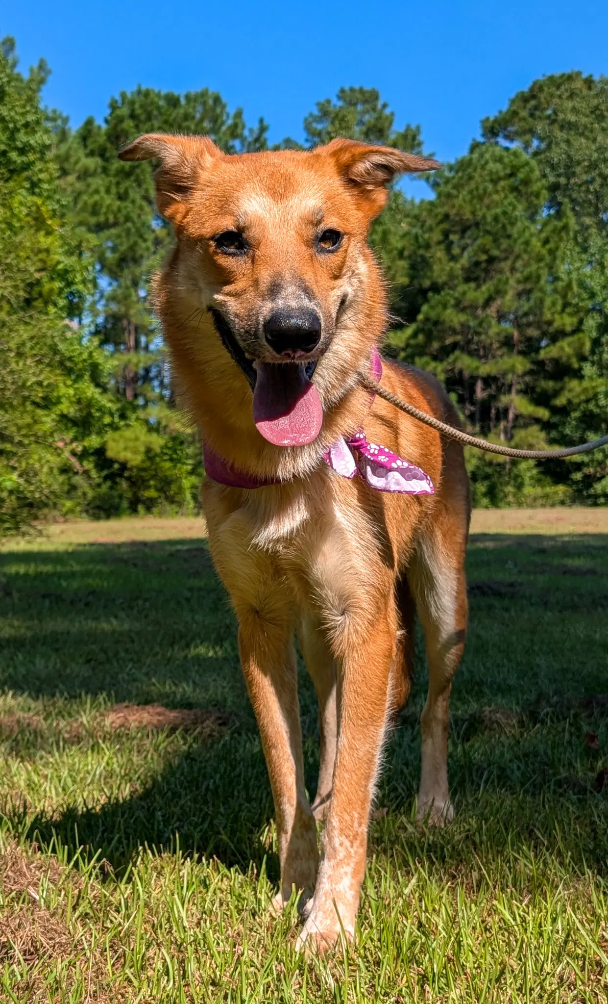Butterscotch - Labrador Retriever