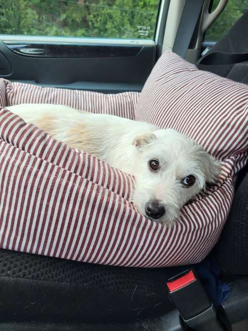 picture of the dog needing adoption