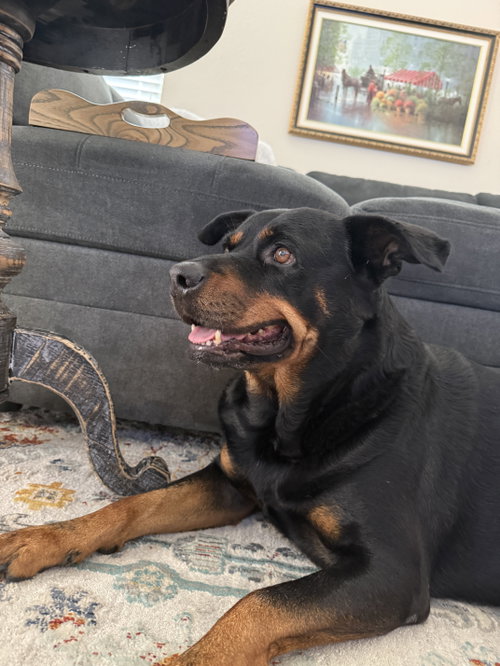 picture of the dog needing adoption
