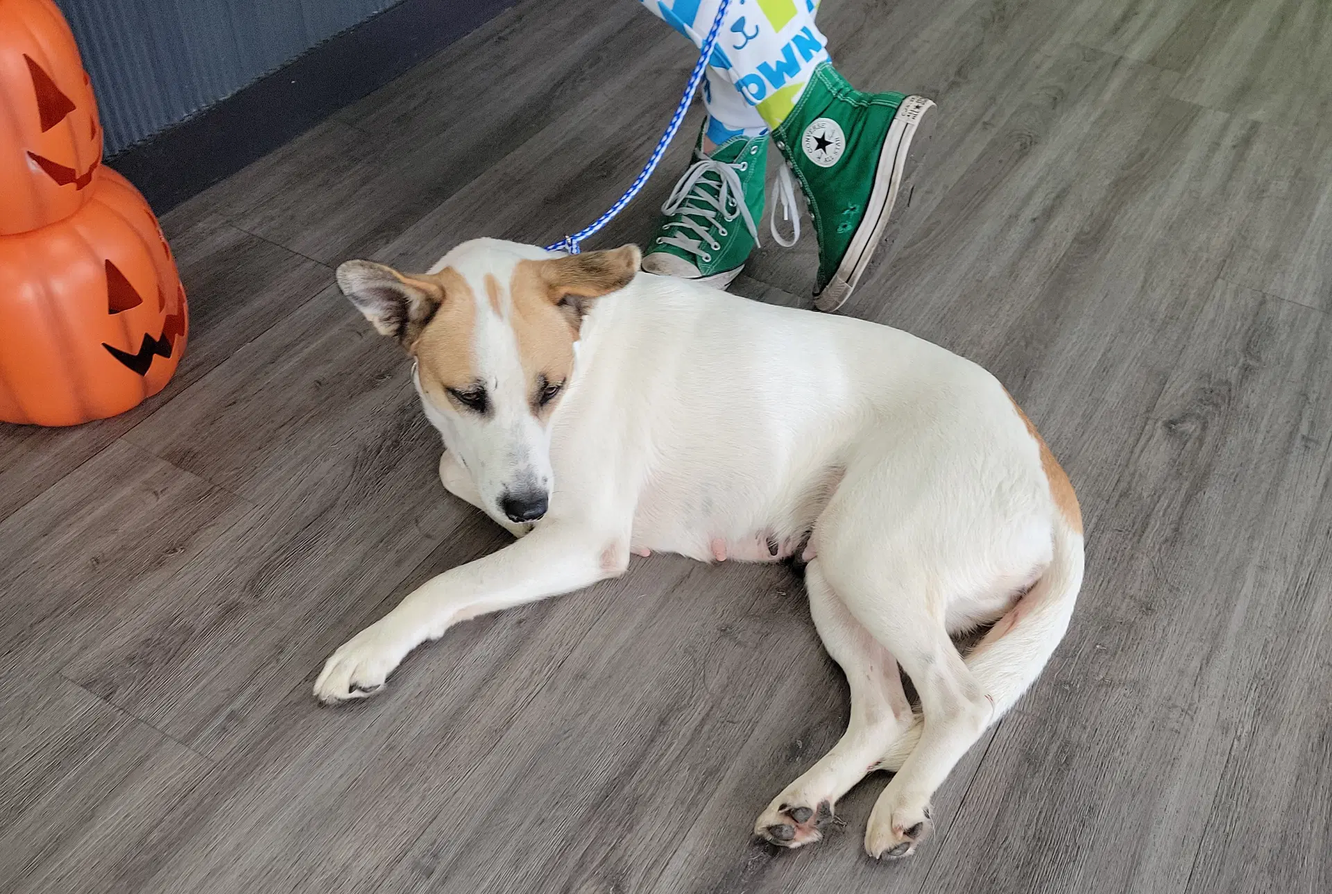 Wonda - Labrador Retriever
